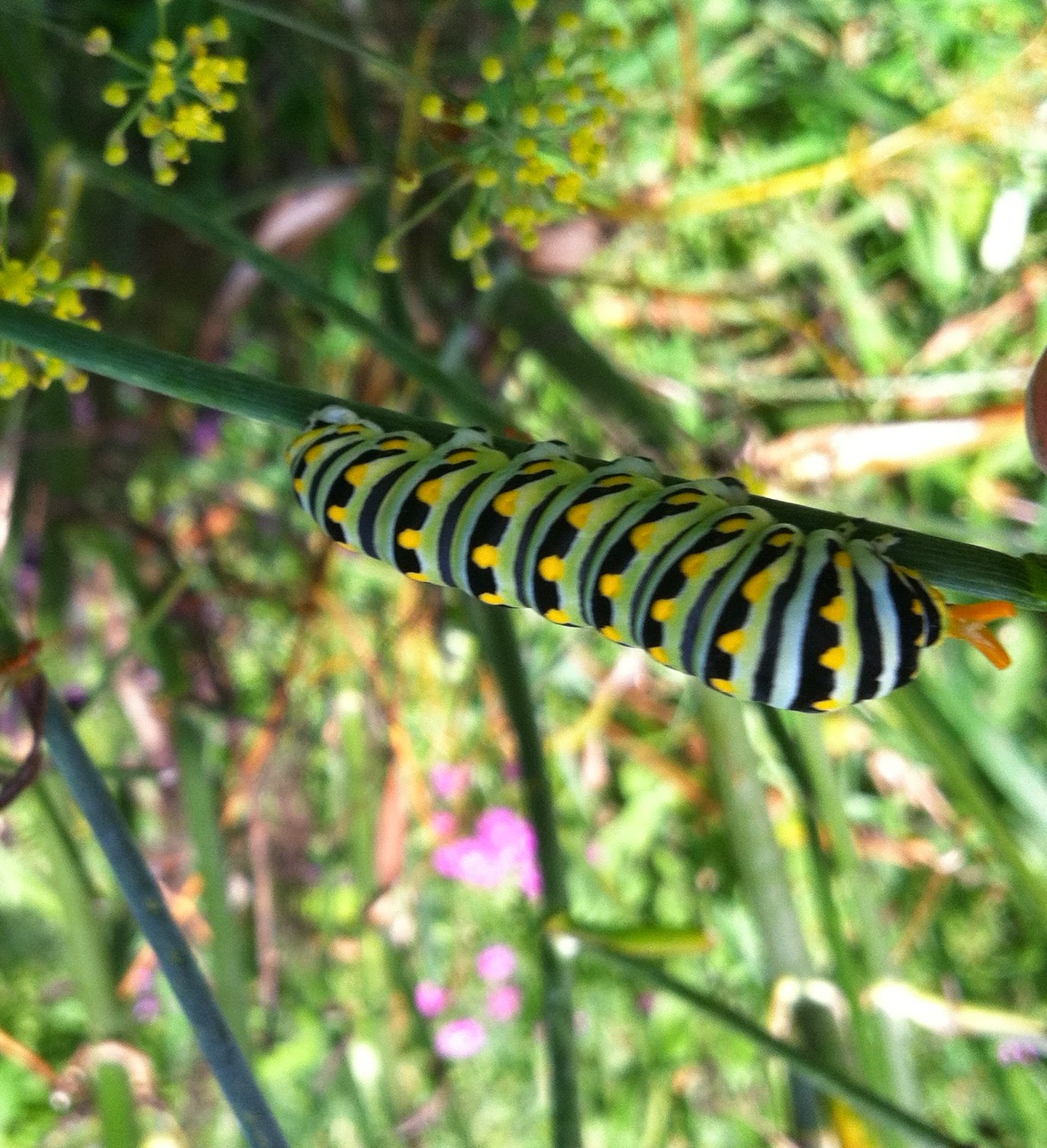 From Bluebirds to Turtles Black Swallowtail Caterpillars on Bronze Fennel